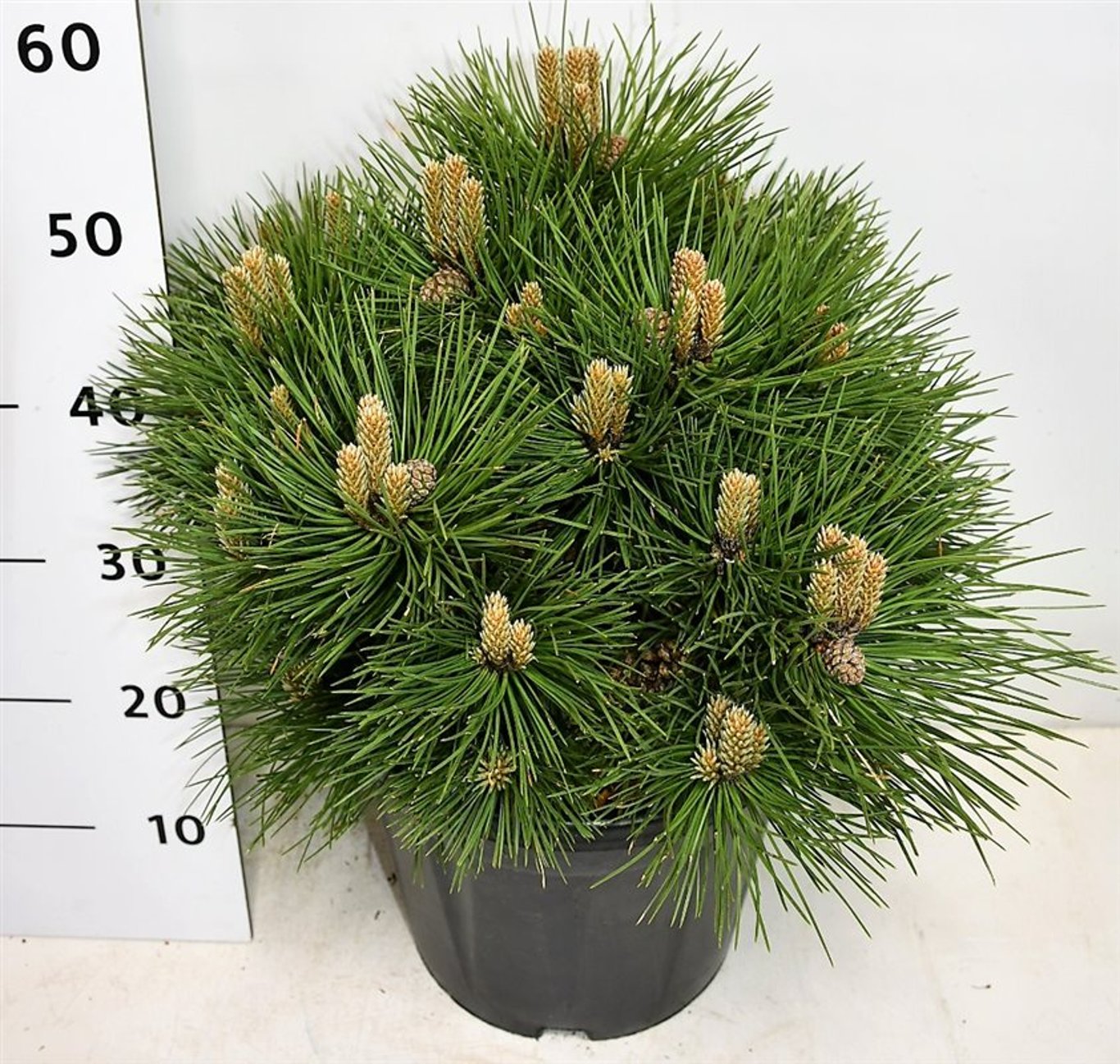 Pinus nigra 'Nana' - C25 50-60 CM